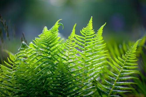 Green fern bush in fresh bloom